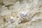 Black legged Kittiwakes in their nests on a cliff