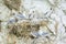 Black legged Kittiwakes in their nests on a cliff