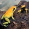 Black-legged poison frog