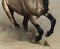 Black legs of running dun horse close up in sand dust.