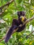 Black Lemur eating mango