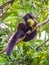 Black Lemur eating mango