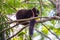 Black Lemur eating mango