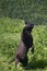 Black Leopard or Black Panther, panthera pardus, Adult Hunting, Standing on Hind Legs