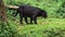 Black leopard or black panther waiking around