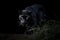 a black leopard coming out of the dark