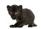 Black Leopard cub, 3 weeks old, staring and prowling