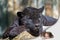 The black leopard lying on the tree trunk and little girl