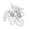 Black line hand drawn fresh Humulus lupulus branches with cones and leaf, vintage sketch of decorative herbs for alcohol