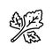 Black line icon for Coriander, herb and leaf