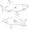 Black line sharks on white background. Hand drawn linear sketch. Vector graphic fishes. Animal illustration. Sketch style