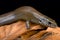 Black-lined skink (Amphiglossus macrocercus)