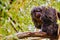 Black lion tamarin monkey captured in Spain