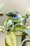 A Black Lipped Green Lizard (Calotes Nigrilabris) at Horton Plains National Park in Sri Lanka.