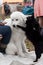 Black little dog dog schipperke stands on his hind legs and hugs a large white dog Italian Shepherd, who is looking