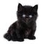 Black little kitten sitting down