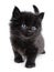 Black little kitten walking