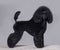 Black little poodle stands