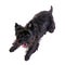 Black little terrier lying down in white background .view from a