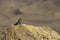 A black lizard basking in the sun on a rock against the backdrop of the mountains of Crater Ramon. Israel