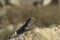 A black lizard basking in the sun on a rock against the backdrop of the mountains of Crater Ramon. Israel