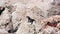 Black lizard basking in the sun on the rocks