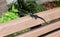 Black lizard resting on park bench