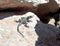 Black lizard sitting on a rock on the morning and basking in the sun in Rosh Hanikra, Israel