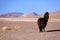 Black llama in Bolivia