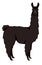 Black llama Lama glama Flat vector illustration Isolated object