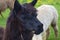 Black llama lama head farm animal wool farming agriculture