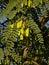 Black locust branches with green leafs and unripe fruits