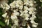 Black locust flowers