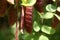 Black locust fruits, Robinia pseudoacacia, False acacia