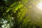 Black locust leafs in the evening light - Robinia