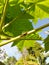 a black locust perched on a papaya tree