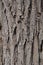 Black Locust Tree Bark