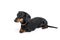 Black long dachshound dog