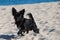 Black long hair Chihuahua on the beach