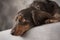 A black long-haired dachshund with soulful eyes