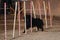 Black long haired Grunendahl overcomes slalom with several vertical sticks sticking out of sand. Belgian shepherd dog. Agility