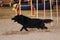 Black long haired Grunendahl overcomes slalom with several vertical sticks sticking out of sand. Belgian shepherd dog. Agility