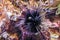 Black long spine sea urchin laying on a rock and looking around with its eye