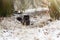 Black longhaired cat in snow