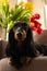 Black longhaired dachshund lying down on brown couch with tulips in back. Small beautiful wiener dog in flowers at home