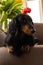 Black longhaired dachshund lying down on brown couch with tulips in back. Small beautiful wiener dog in flowers at home