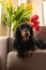 Black longhaired dachshund lying down on brown couch with tulips in back. Small beautiful wiener dog in flowers at home