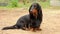 Black longhaired dachshund sitting outdoor on the ground and looking