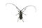 Black longhorn beetle isolated on white background