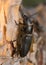 Black longicorn beetle, Spondylis buprestoides